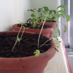 Os três vasinhos que faziam companhia pra orquídea